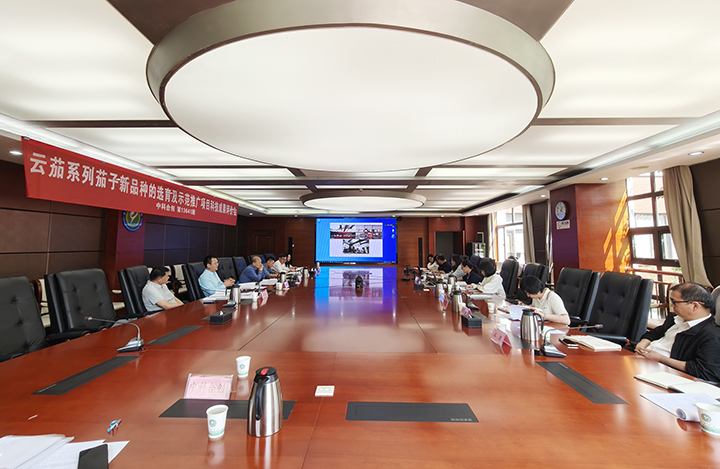 云茄系列茄子新品种的选育及示范推广 anli.jpg